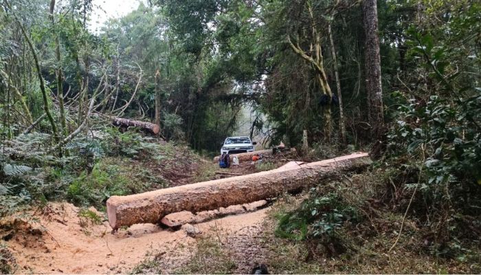  Paraná registra queda de 35,6% nos crimes ambientais contra a flora no 1º semestre